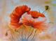 Mohnblumen 2 Mohnblumen 2