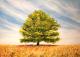 der Baum der Baum