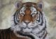 Tiger Tiger