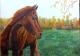 --- - Wassilij Dahmer - Ãl auf Leinwand - Pferde-Himmel-Wald-Herbst-Sonne - Realismus