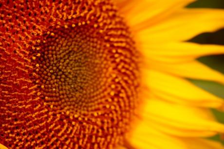 Sonne - Vilma Machado - auf - Array - Sonne - Vilma Machado - auf - Array -
