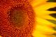 Sonne Sonne