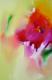 -Sommerduft- -Sommerduft-