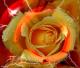 Eine Rose Eine Rose