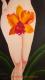 ORCHIDEEN - Lady ORCHIDEEN - Lady