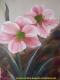 AMARYLLIS AMARYLLIS