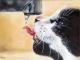 Thirsty cat - Rebecca Tecla - Ãl auf  - Sonstiges - 