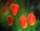 Tulpen - Heike Ziethen - Ãl auf Leinwand - Blumen - GegenstÃ¤ndlich-Klassisch-Naturalismus-Realismus
