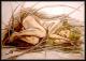 Nackte im Nest Nackte im Nest