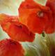 Drei mal Mohn - Annette Schmucker -  auf  - Mohn - 