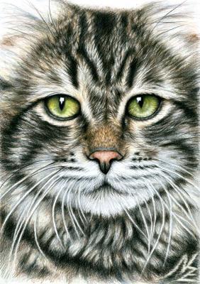 Katzengesicht - Nicole Zeug - Array auf - Array - Katzengesicht - Nicole Zeug - Array auf - Array -