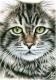 Katzengesicht Katzengesicht
