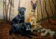 Helden auf vier Pfoten - Heike MÃ¼ller - Ãl auf Leinwand - Hunde-Wald - Figuration-Fotorealismus-Realismus