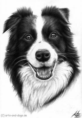 Border Collie - Nicole Zeug - Array auf - Array - Border Collie - Nicole Zeug - Array auf - Array -