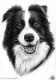 Border Collie Border Collie