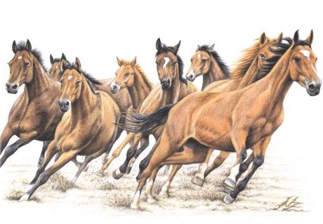 Trakehner - Nicole Zeug - Array auf - Array - Trakehner - Nicole Zeug - Array auf - Array -