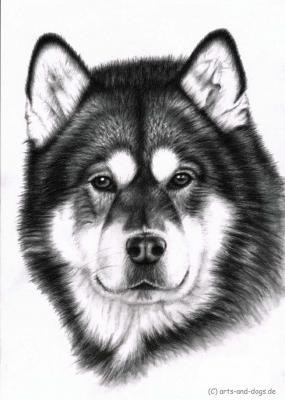 Alaskan Malamute - Nicole Zeug - Array auf - Array - Alaskan Malamute - Nicole Zeug - Array auf - Array -