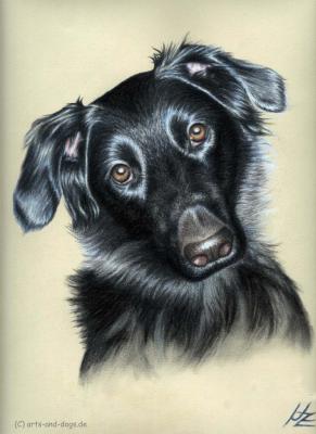 Dogs Eyes 2 - Nicole Zeug - Array auf - Array - Dogs Eyes 2 - Nicole Zeug - Array auf - Array -