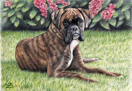 Boxer im Garten - Nicole Zeug - Array auf - Array - Boxer im Garten - Nicole Zeug - Array auf - Array -