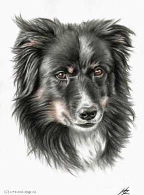 Border Collie 2 - Nicole Zeug - Array auf - Array - Border Collie 2 - Nicole Zeug - Array auf - Array -