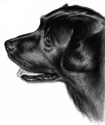 Schwarzer Labrador - Nicole Zeug - Array auf - Array - Schwarzer Labrador - Nicole Zeug - Array auf - Array -