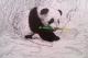 Panda BÃ¤r - Vilinskiy Nic -  auf Papier - Wildtiere - Naturalismus