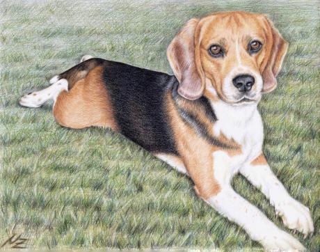 Beagle im Gras - Nicole Zeug - Array auf - Array - Beagle im Gras - Nicole Zeug - Array auf - Array -