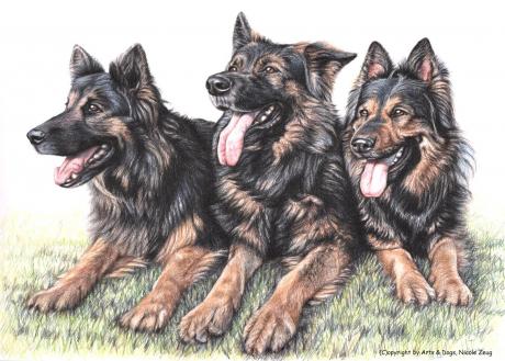 Langhaar Schäferhunde - Nicole Zeug - Array auf - Array - Langhaar Schäferhunde - Nicole Zeug - Array auf - Array -