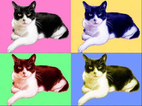 Tomcat PopArt - Nicole Zeug - Array auf - Array - Tomcat PopArt - Nicole Zeug - Array auf - Array -
