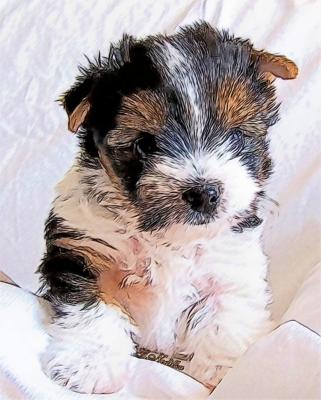 Biever Yorkshire Terrier Welpe - Gabriele Nedilka - Array auf  - Array - 