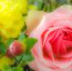 Rose - Farbschatten Fotografie - DigitaleKunst auf  - Rosen - 