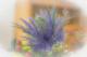 BlÃ¼te - Farbschatten Fotografie - DigitaleKunst auf  - Blumen - 