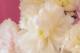 Pfingstrosen - Farbschatten Fotografie - DigitaleKunst auf  - Blumen - 