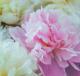 Pfingstrosen - Farbschatten Fotografie - DigitaleKunst auf  - Blumen - 