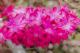 Hyazinthen - Farbschatten Fotografie - DigitaleKunst auf  - Blumen - 