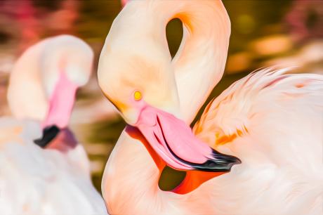 Flamingos - Farbschatten Fotografie - auf - Array - Flamingos - Farbschatten Fotografie - auf - Array -