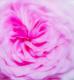 Rose - Farbschatten Fotografie - DigitaleKunst auf  - Rosen - 