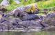 Otter - Farbschatten Fotografie -  auf  - Wildtiere - 