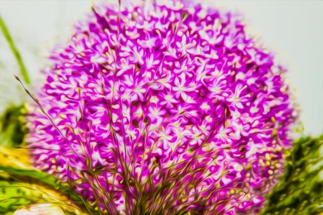 Blütenmeer - Farbschatten Fotografie - Array auf  - Array - 