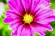 BÃ¼te - Farbschatten Fotografie - DigitaleKunst auf  - Blumen - 