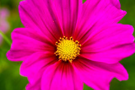 Blütenmeer - Farbschatten Fotografie -  auf  - Array - 