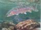 Fisch im Wasser Fisch im Wasser
