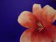 The one - Julia  R. - Acryl auf Leinwand - Blumen - Expressionismus