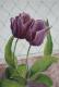Tulpen - Kristina Thome - Mischtechnik auf Papier - Blumen - GegenstÃ¤ndlich