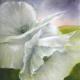 WeiÃer Mohn WeiÃer Mohn