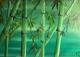 Bamboo--- - Karin Bebber - Ãl auf Leinwand - Botanik - 