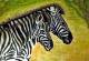 Twins - Karin Bebber - Sonstiges auf Papier - Wildtiere - 