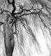 Gaia - Bastian Kienitz - - auf  - Stillleben - 
