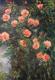 Roses - Ellen Fasthuber-Huemer - Ãl auf Leinwand - Rosen - Impressionismus