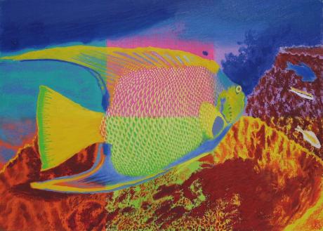 Kaiserfisch - Fred Hahn - Array auf Array - Array - Array Kaiserfisch - Fred Hahn - Array auf Array - Array - Array